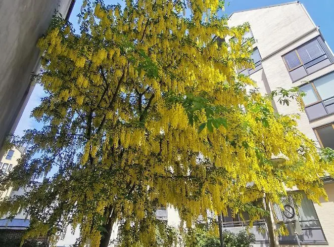 80 Square Metre Flat In The Heart Of - 2 Big Bedrooms * Μπέργκεν